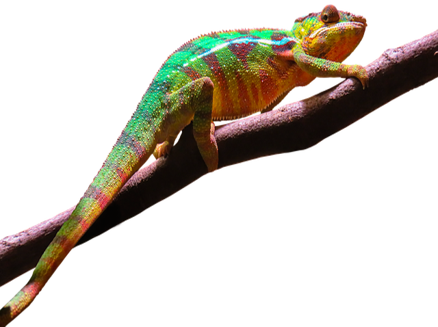Chameleon